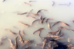 de gros poissons-chats nagent dans une rivière du nord d'israël. photo