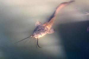 de gros poissons-chats nagent dans une rivière du nord d'israël. photo