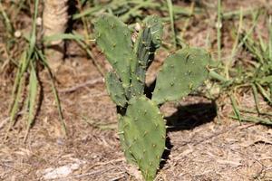 aiguilles très pointues sur les feuilles d'un grand cactus. photo