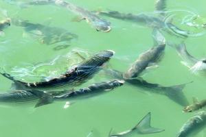 les poissons nagent dans l'eau de mer sur la côte méditerranéenne. photo