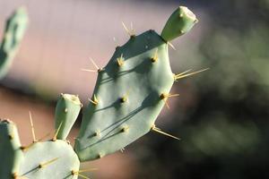 aiguilles très pointues sur les feuilles d'un grand cactus. photo