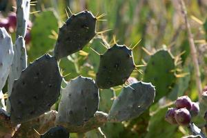 aiguilles très pointues sur les feuilles d'un grand cactus. photo