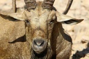 chèvres de montagne sauvages dans le sud d'israël. photo