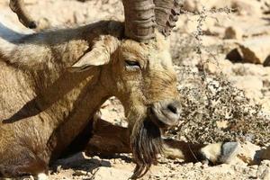 chèvres de montagne sauvages dans le sud d'israël. photo