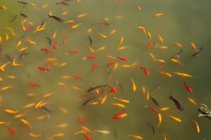 des poissons colorés nagent dans un lac d'eau douce. photo