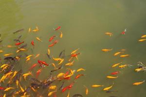 des poissons colorés nagent dans un lac d'eau douce. photo