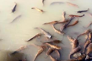 de gros poissons-chats nagent dans une rivière du nord d'israël. photo