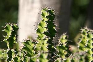 aiguilles très pointues sur les feuilles d'un grand cactus. photo