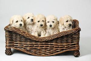 mignons petits chiens dans un panier en bois photo