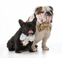 bulldogs anglais et français photo