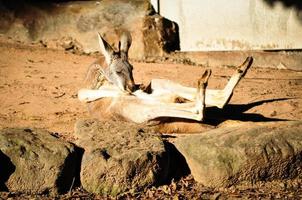 kangourou rouge mignon et drôle se sentant un ventre. photo