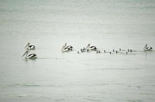 un groupe d'oiseaux pélican et de canard noir nagent dans l'eau de l'océan. photo