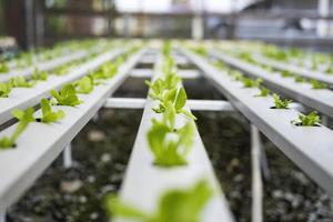 les agricultrices asiatiques travaillent ensemble dans des fermes de légumes hydroponiques biologiques. culture hydroponique propriétaire de potager contrôle de la qualité des légumes dans la serre photo