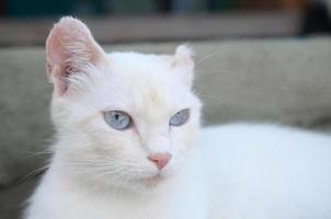 chat blanc pur aux yeux bleu turquoise et aux oreilles roses défectueuses photo