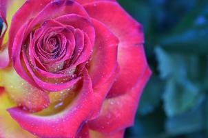 rose fraîche et humide avec des gouttelettes en macro photo