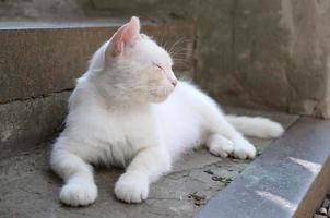 chat blanc s'allonger et dormir sur des escaliers en béton à l'extérieur photo