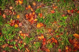feuilles orange et rouges au sol
