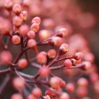 Skimmia japonica boutons roses, macro photo