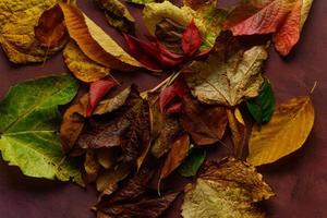 feuilles étalées sur fond rustique bordeaux photo