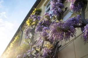 glycine à fleurs violettes sur la façade du bâtiment. vigne grimpante, décoration naturelle de la maison. photo