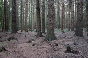 forêt de conifères par une journée d'automne nuageuse. troncs d'épicéa et sol sans plantes. photo