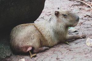 capybara hydrochoerus hydrochaeris au zoo de ragunan, jakarta. photo