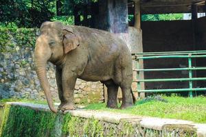 L'éléphant de Sumatra Elephas maximus sumatranus dans le parc animalier de Ragunan ou le zoo de Ragunan photo