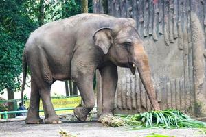 L'éléphant de Sumatra Elephas maximus sumatranus dans le parc animalier de Ragunan ou le zoo de Ragunan photo