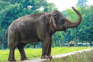 L'éléphant de Sumatra Elephas maximus sumatranus dans le parc animalier de Ragunan ou le zoo de Ragunan photo