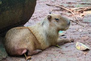 capybara hydrochoerus hydrochaeris au zoo de ragunan, jakarta. photo