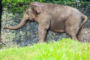 L'éléphant de Sumatra Elephas maximus sumatranus dans le parc animalier de Ragunan ou le zoo de Ragunan photo