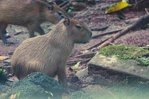 capybara hydrochoerus hydrochaeris au zoo de ragunan, jakarta. photo