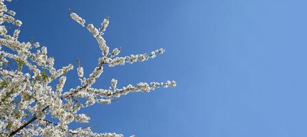 branche de fleurs blanches épanouies de prunier cerisier au début du printemps. incroyable bannière de printemps floral naturel ou carte de voeux, carte postale, affiche. mise au point sélective photo