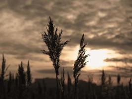 des roseaux dorés se balancent dans le vent contre le ciel du coucher du soleil. fond naturel abstrait. motif aux couleurs neutres. concept minimal, élégant et tendance. herbe de carex doré, roseau sec, couche de roseau, graines de roseau. photo