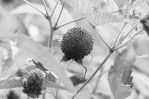 belle branche de baies buisson de fraises japonais photo