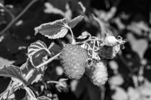 photographie sur le thème belle branche de baies framboisier photo