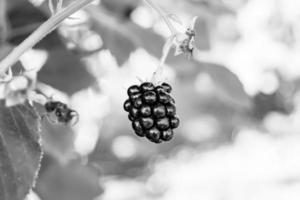 photographie sur le thème belle branche de baies buisson de mûres photo