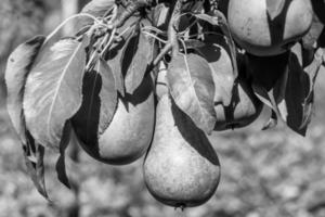photographie sur le thème belle branche fruitière poirier photo