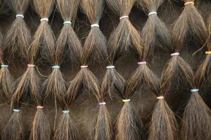 crinière de cheval. modèle de cheveux. crinière de cheval. petits élastiques pour la coiffure. photo