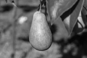 photographie sur le thème belle branche fruitière poirier photo