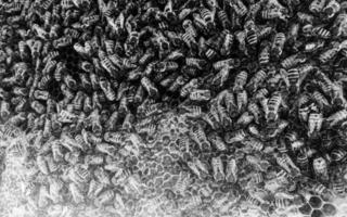 la structure hexagonale abstraite est en nid d'abeille de la ruche d'abeilles photo