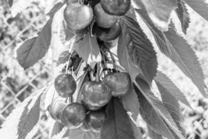 photographie sur le thème belle branche fruitière cerisier photo