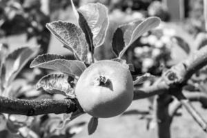 photographie sur le thème beau fruit branche pommier photo