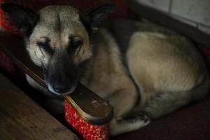 chien sur chaise. l'animal dort dans la cour. animal sur le canapé. photo