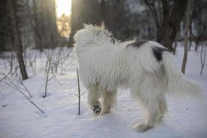 chien blanc. animal de compagnie en hiver. promener le chien dans le parc. photo