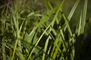 herbe verte au soleil. plantes en été. herbe dans la nature. photo