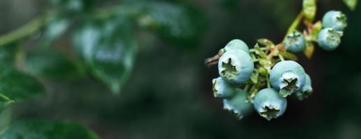 branche de myrtille non mûre dans le jardin avec espace de copie photo