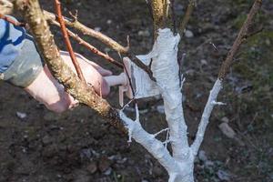 main humaine tenant une brosse et blanchissant un jeune arbre au début du printemps. notion de jardinage photo