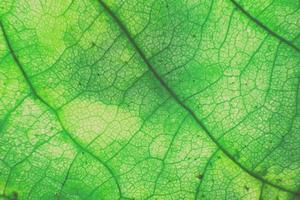 macro photo de feuillage organique microscopique. fond de texture de feuille verte.