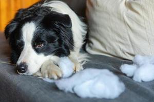 Chiot espiègle et coquin border collie après un méfait mordant un oreiller allongé sur un canapé à la maison. chien coupable et salon détruit. endommager la maison en désordre et le chiot avec un drôle de regard coupable. photo